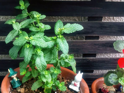 新芽が出てきました!